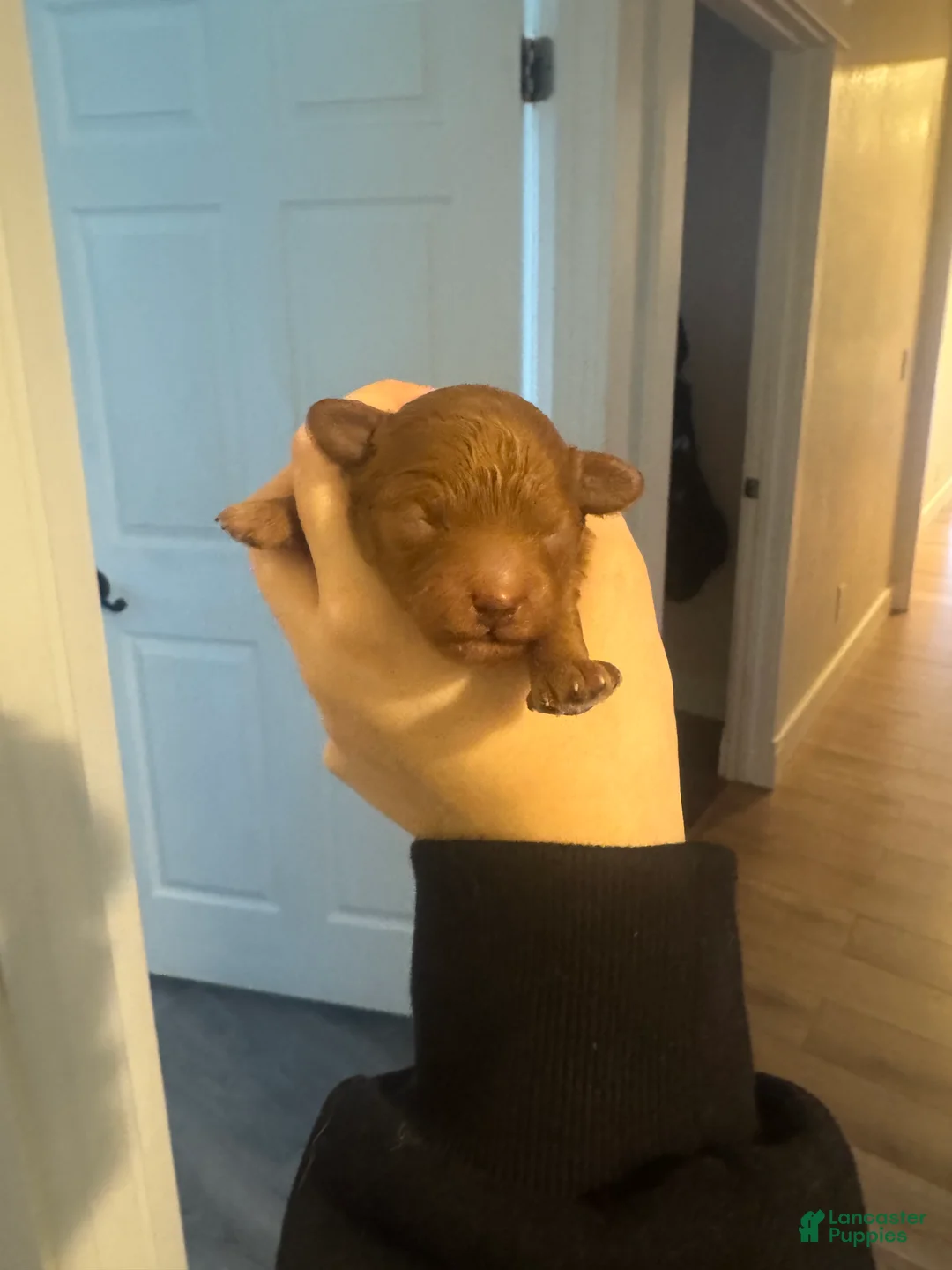 Toy Poodle dogs for sale: Toy Poodle Puppy 1 - Ad 1