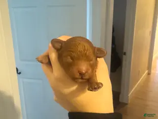 Toy Poodle dogs Toy Poodle Puppy 1 - Ad 1