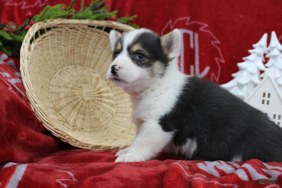 Welsh Corgi Pembroke dogs for sale: Buddy - Ad 4