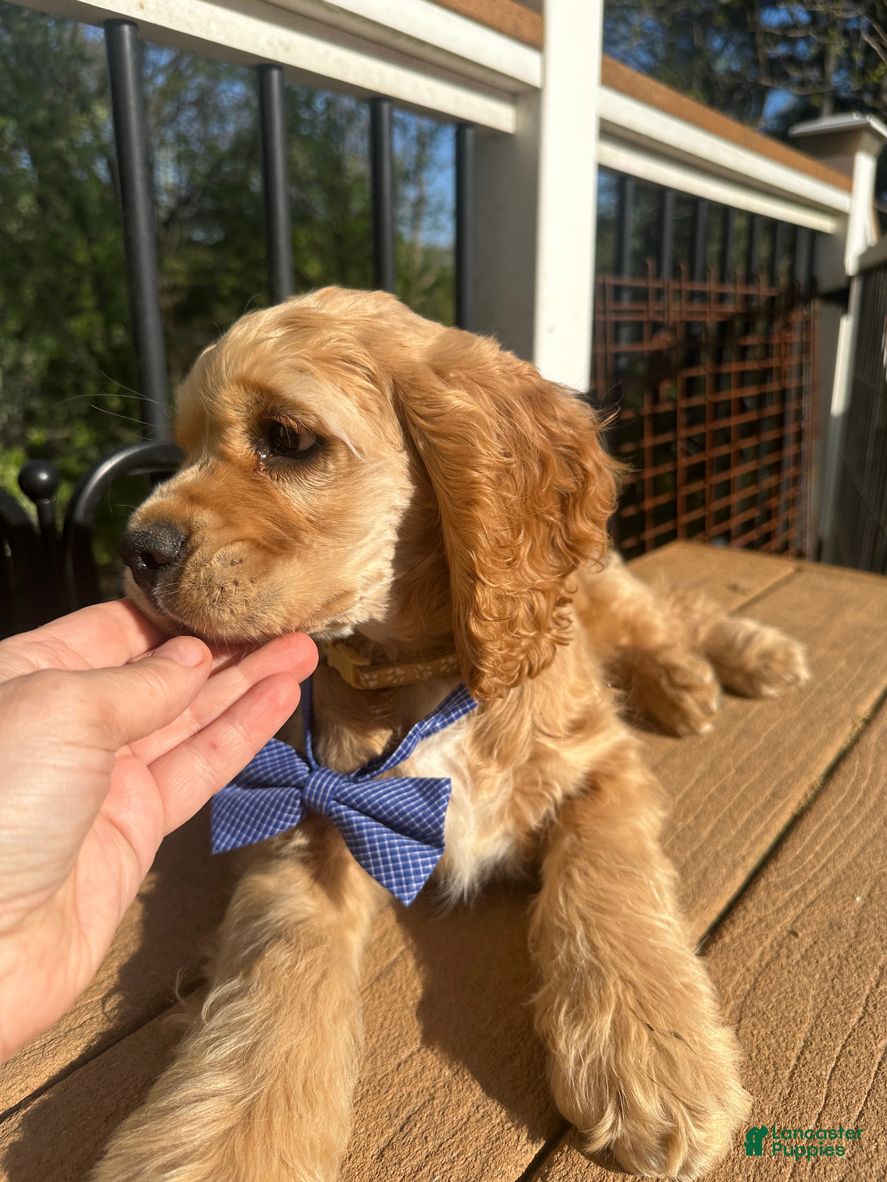 Cocker Spaniel dogs AKC - Cody Cocker Spaniel Puppy  - Ad 2