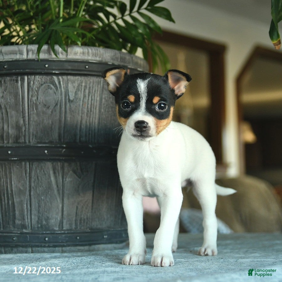 Toy Fox Terrier dogs Carol  - Ad 11