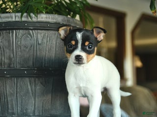 Toy Fox Terrier dogs Carol - Ad 11