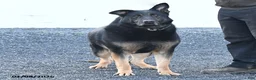 German Shepherd dogs for sale: Unice - Ad 7