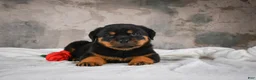 Rottweiler dogs for sale:  Sasha 🐾 - Ad 8