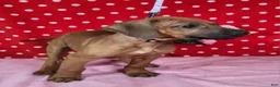 Rhodesian Ridgeback dogs for sale: Cloe - Ad 8