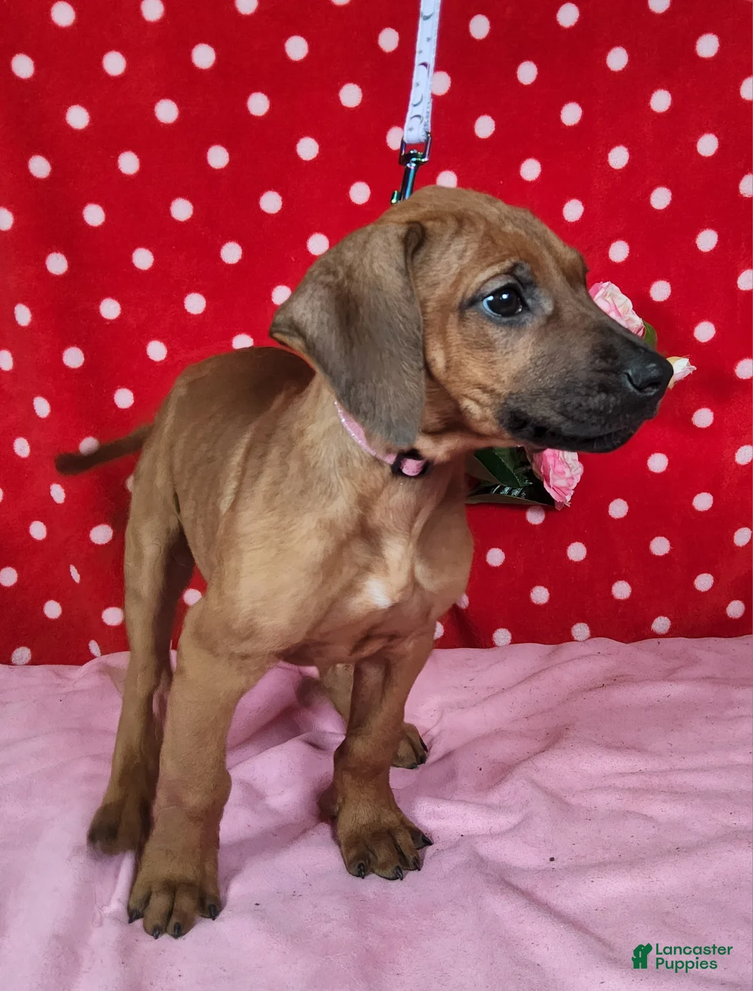 Rhodesian Ridgeback dogs for sale: Cloe - Ad 8