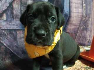 Great Dane dogs Quill - Ad 33