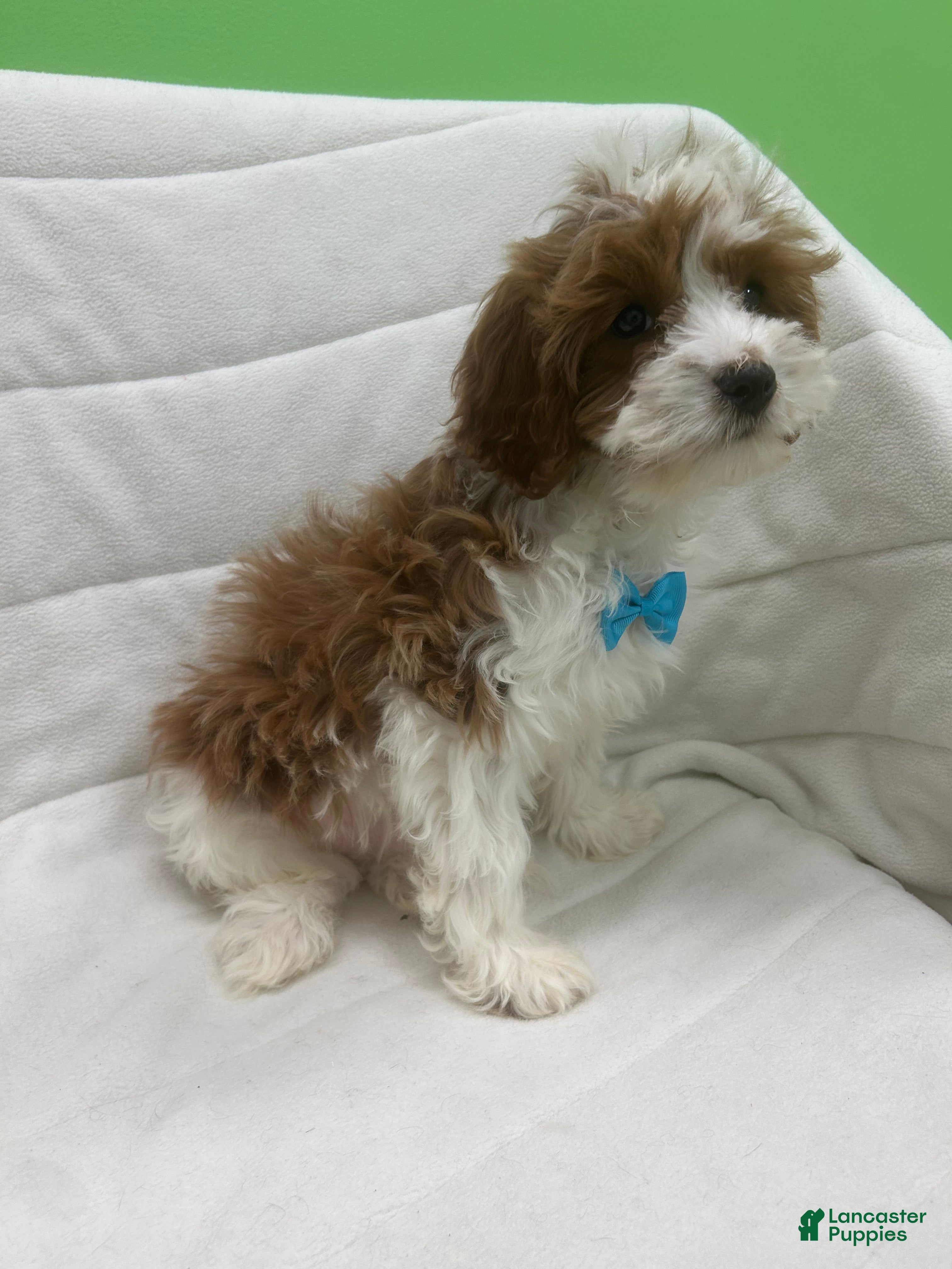 Cavapoo dogs Cavapoo Puppy 1 - Ad 1