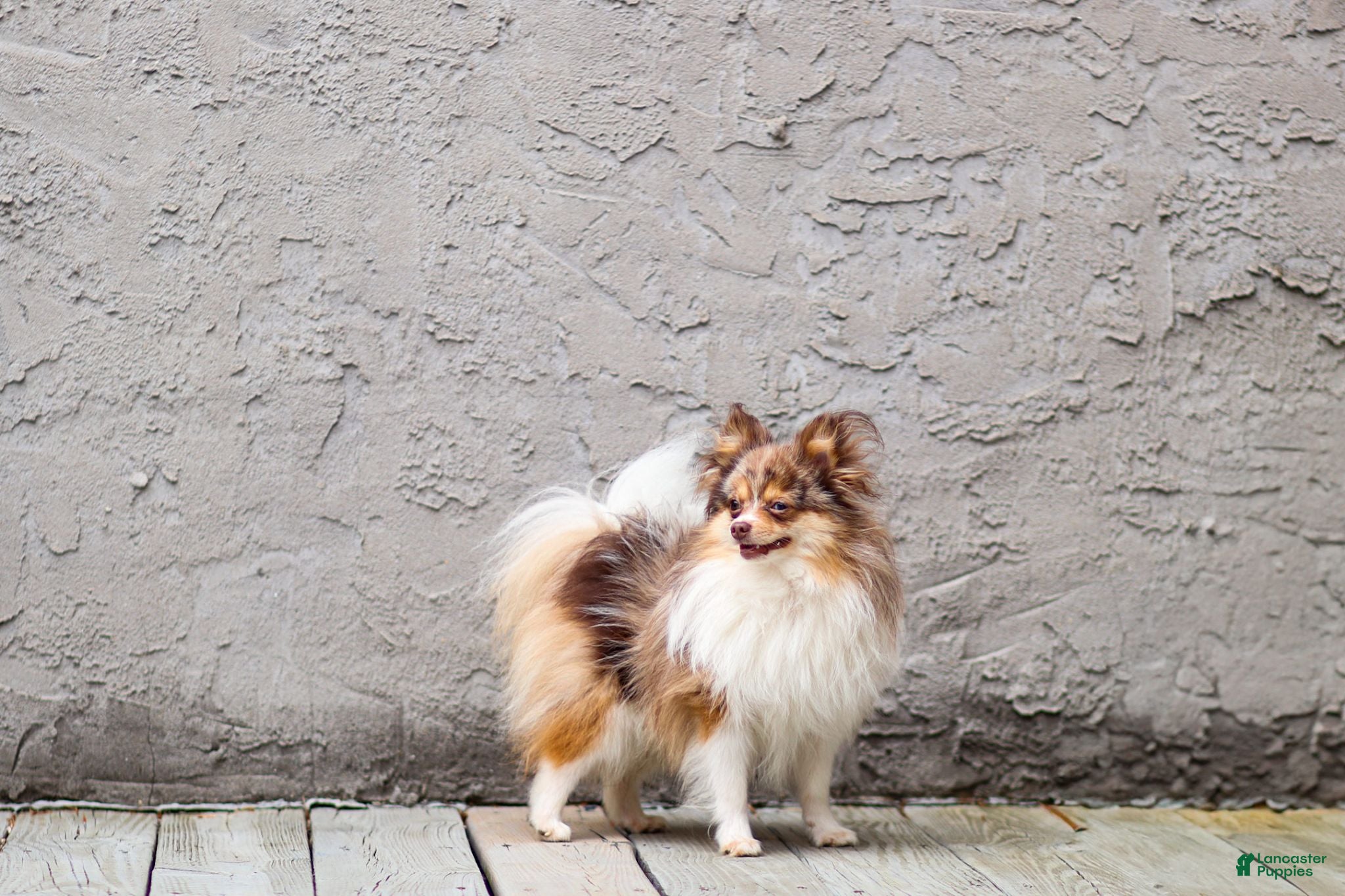 Pomeranian dogs Merle - Ad 2