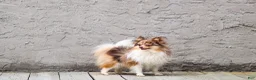 Pomeranian dogs for stud: Merle - Ad 2