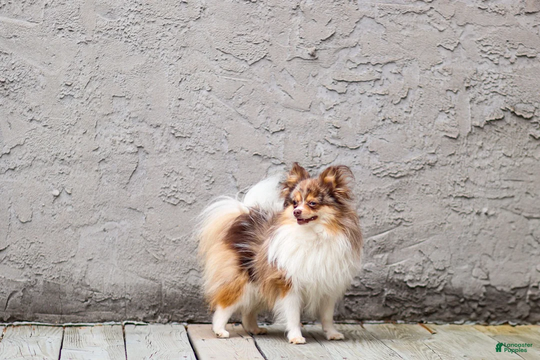 Pomeranian dogs for stud: Merle - Ad 2