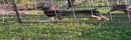 Doberman Pinscher dogs for sale: Doberman Pinscher 1 - Ad 4