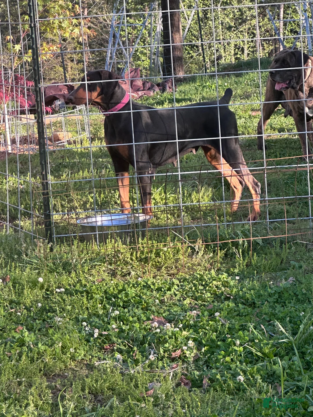 Doberman Pinscher dogs for sale: Doberman Pinscher 1 - Ad 4