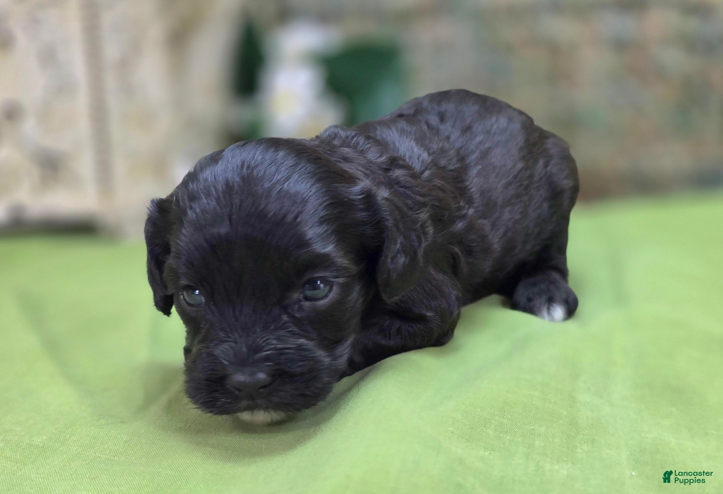 Cavapoo dogs Twink - Ad 27