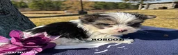 Morkie dogs for sale: Roscoe - Ad 3