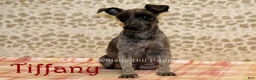 Miniature Schnauzer dogs for sale: Queen - Ad 4