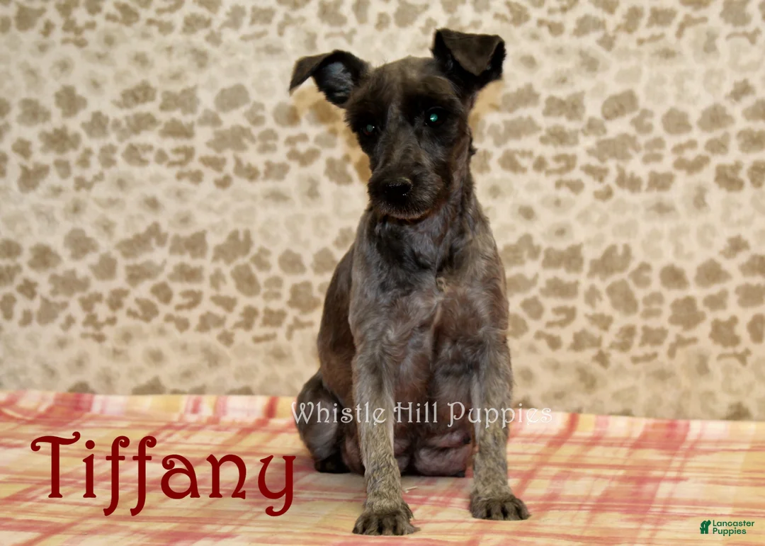 Miniature Schnauzer dogs for sale: Queen - Ad 4