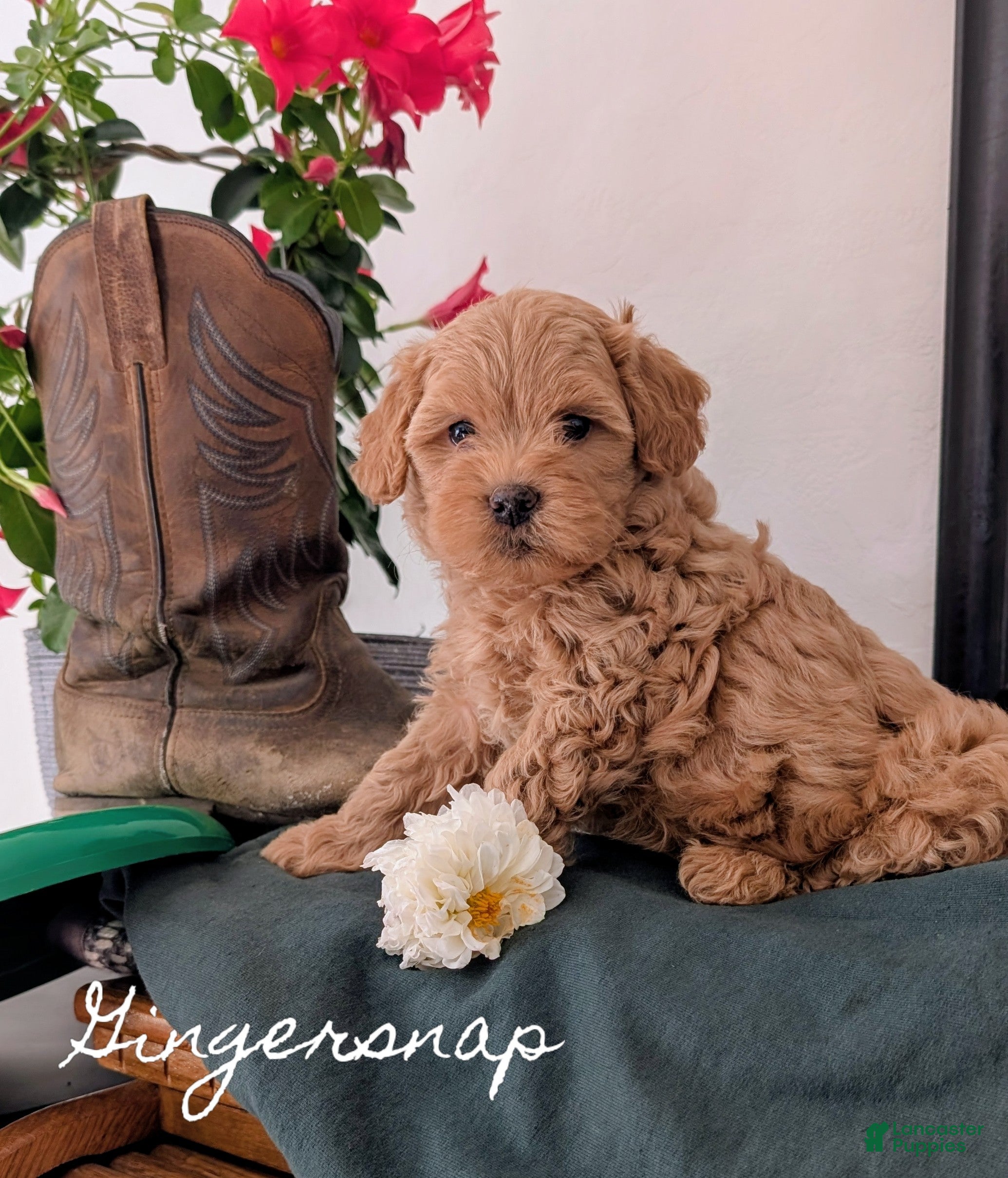 Cavapoo dogs for sale: Gingersnap  - Ad 1