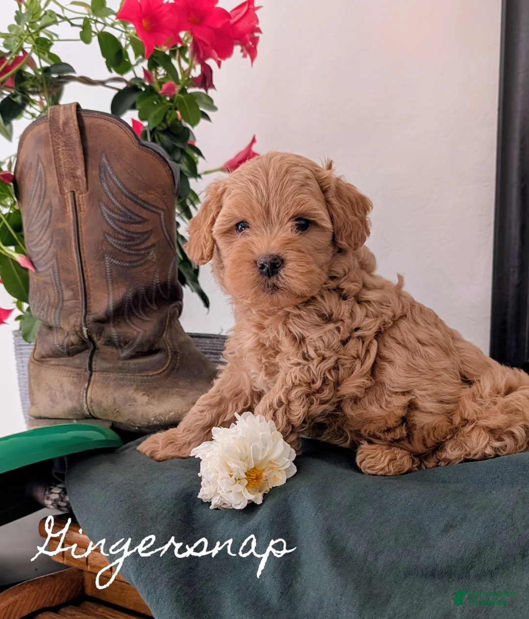 Cavapoo dogs for sale: Gingersnap  - Ad 1