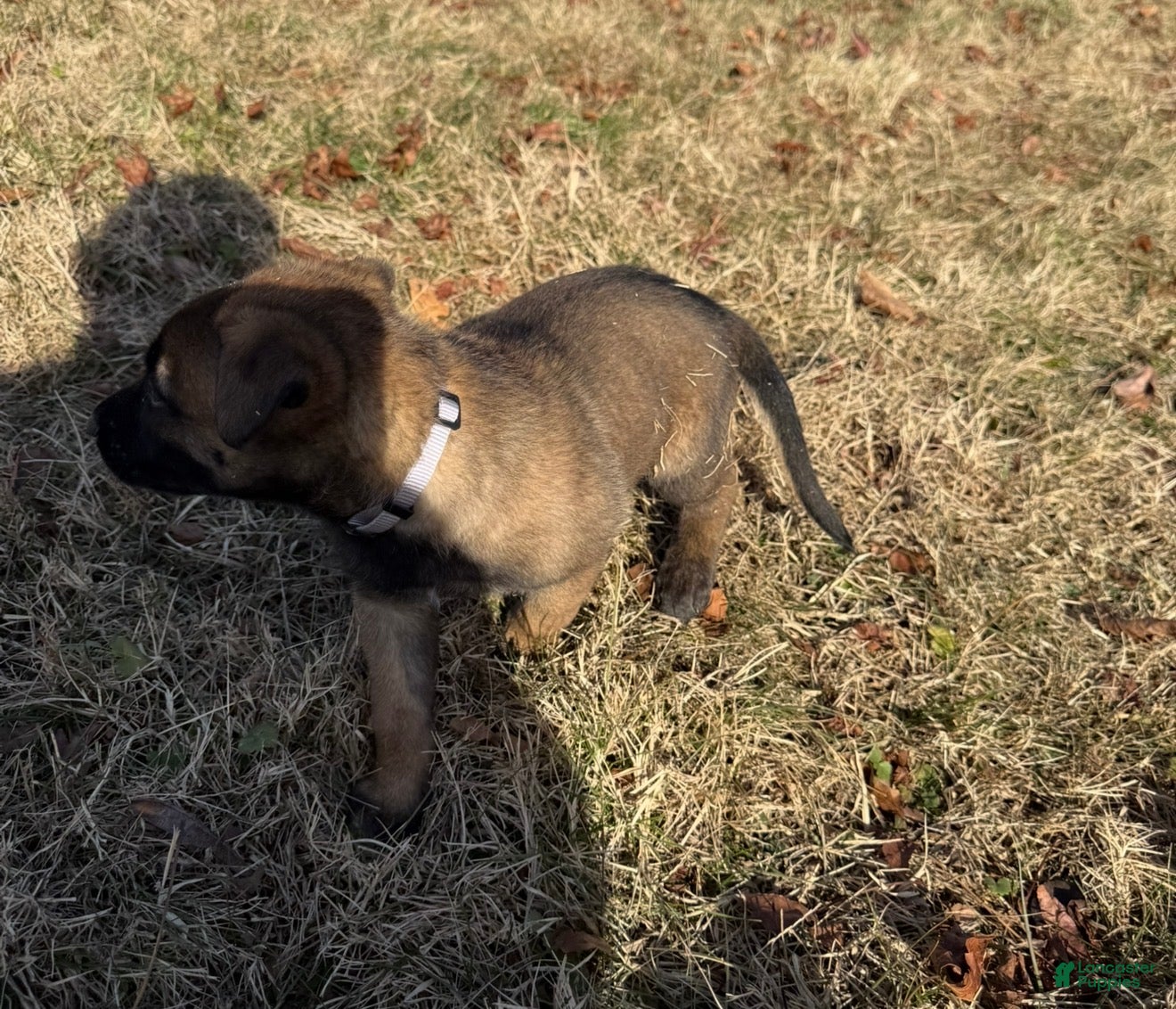 Belgian Malinois dogs Belgian Malinois Puppy 8 - Ad 23
