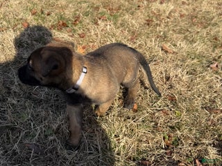 Belgian Malinois dogs Belgian Malinois Puppy 8 - Ad 23