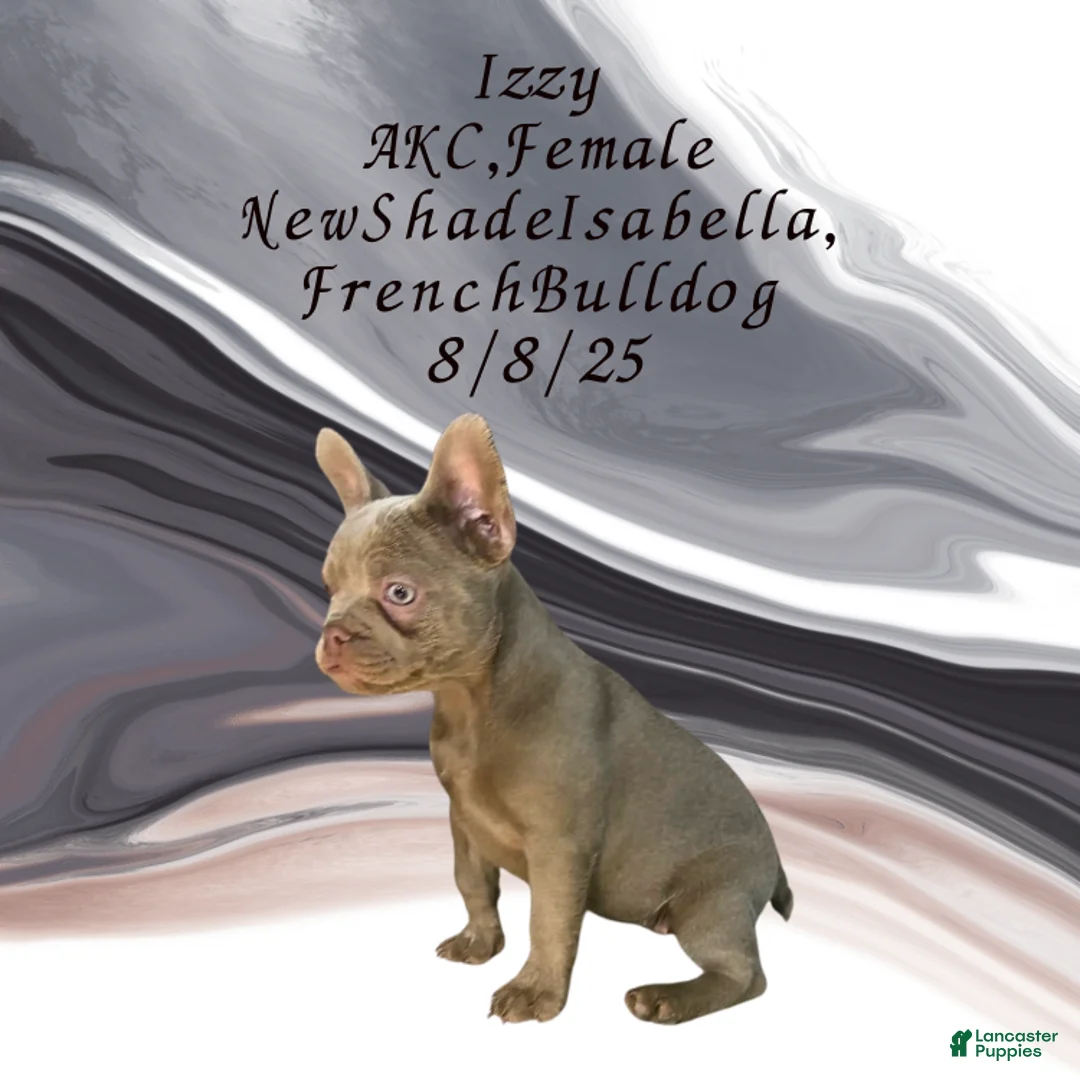 French Bulldog dogs for sale:  “Izzy the Queen: Hazel-Eyed Beauty with Boss Energy & Breeding Potential” - Ad 12