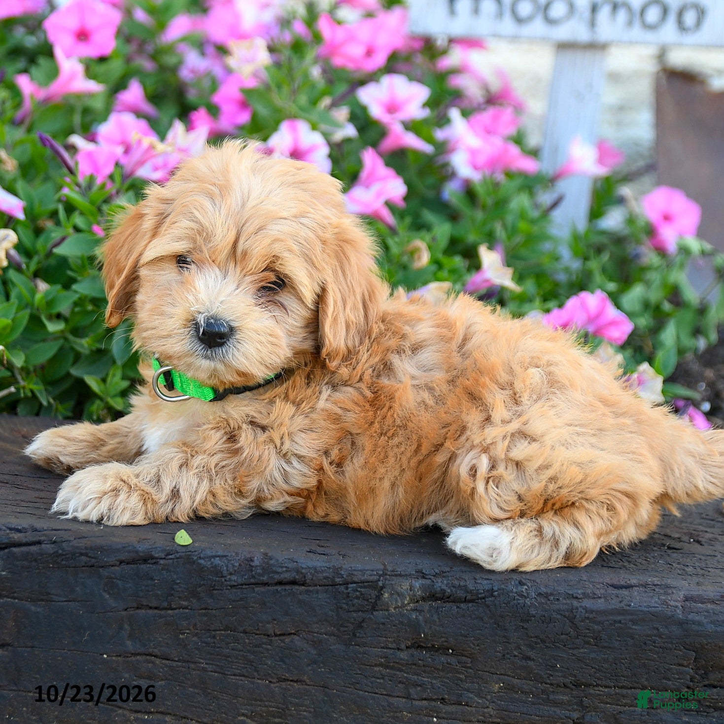 Maltipoo dogs for sale: Cottontail - Ad 1