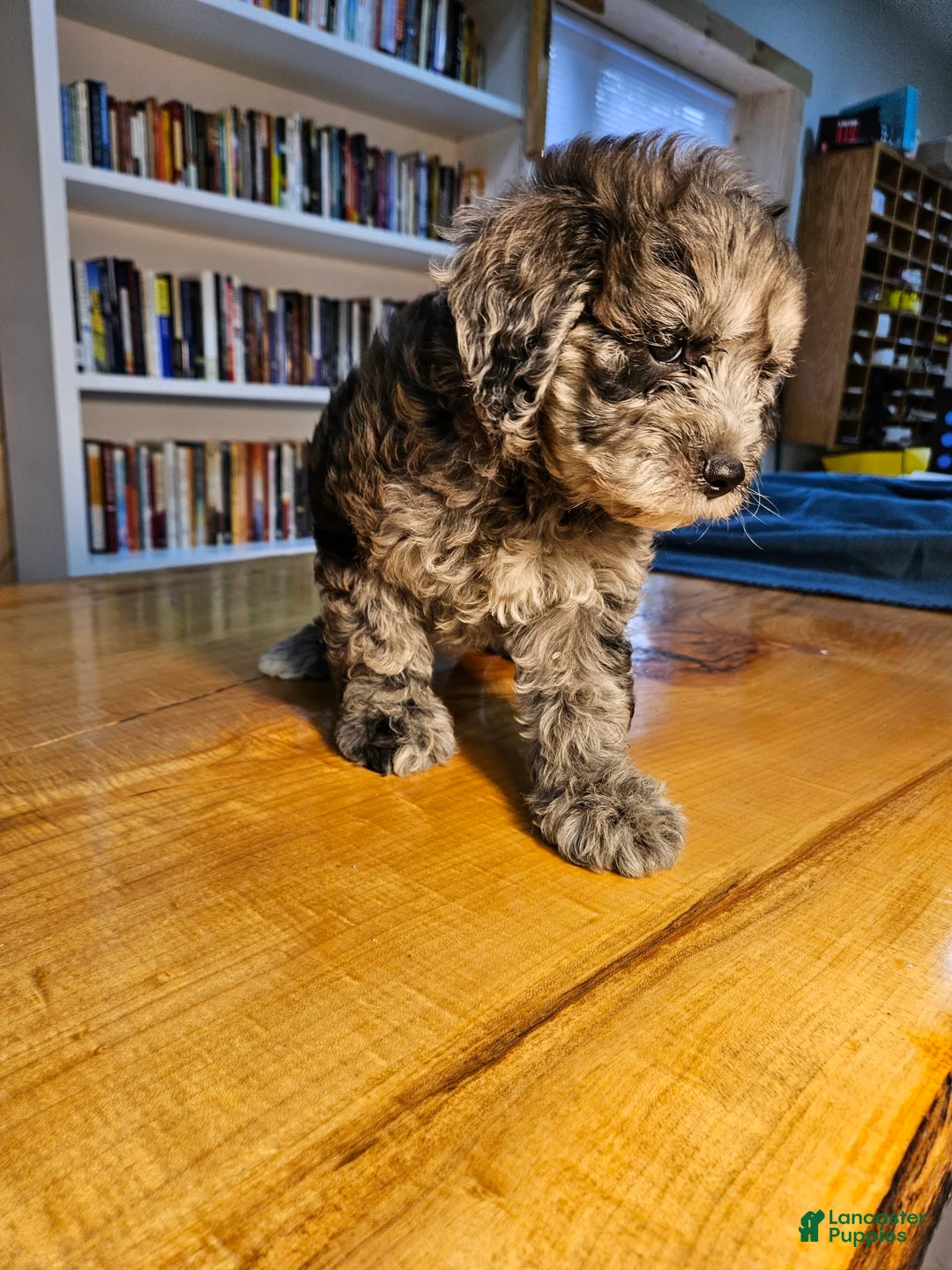 Mixed Breed dogs for sale: Merlin - Ad 2