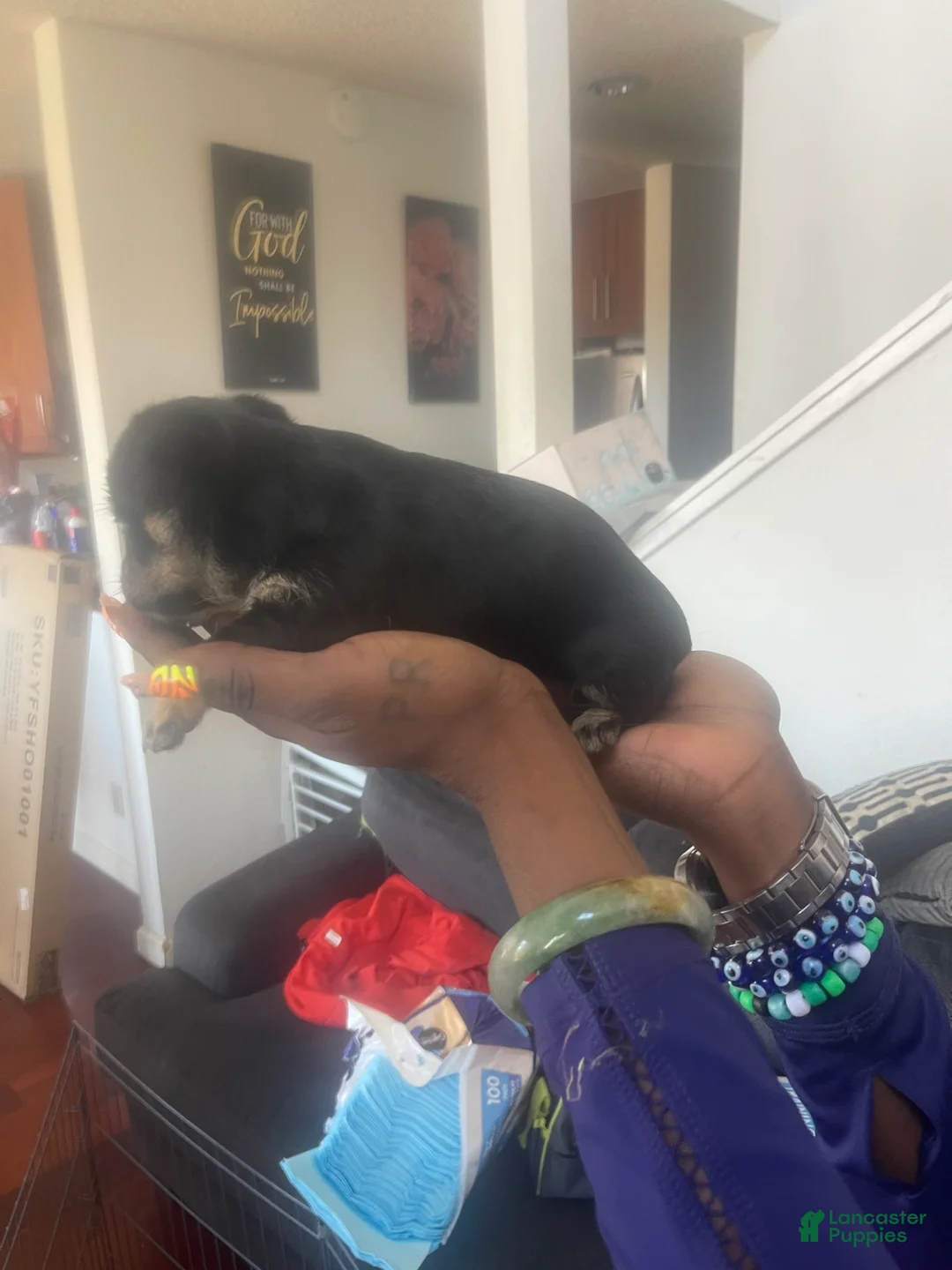 Dorkie dogs for sale: Dior - Ad 2