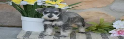 Miniature Schnauzer dogs for sale: Tanya - Ad 5
