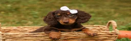 Miniature Dachshund dogs for sale: BRANDY - Ad 14