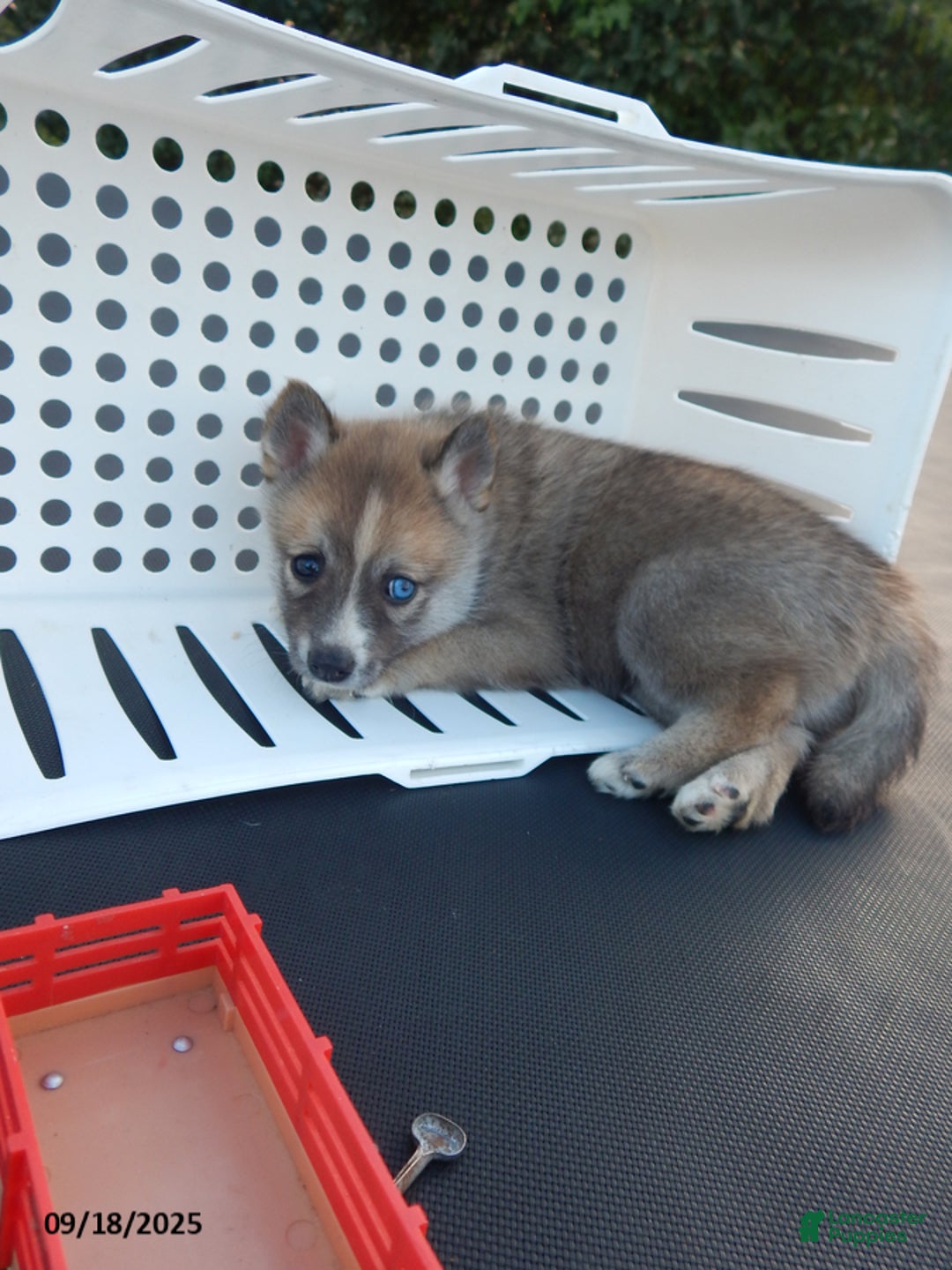 Pomsky dogs for sale: Jack - Ad 13