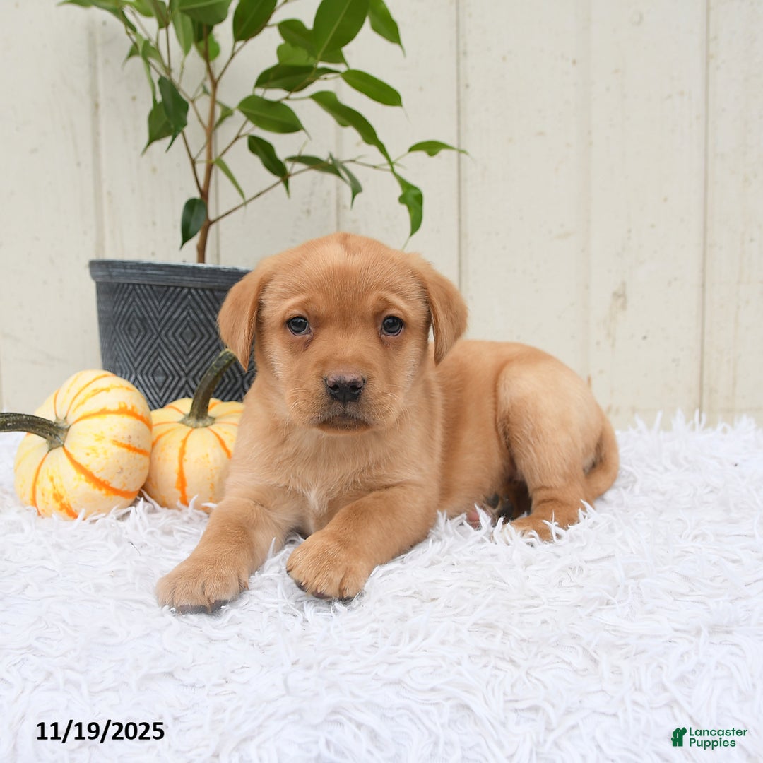 Labrador Retriever dogs for sale: Roxy - Ad 5