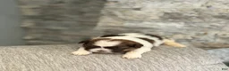 Shih Tzu dogs for sale: Ella - Ad 3