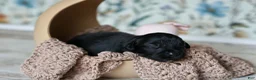 Newfoundland dogs for sale: Goomba - Ad 4