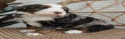 Bernedoodle dogs for sale: Shane - Ad 1