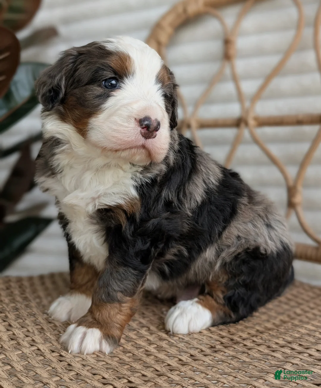 Bernedoodle dogs for sale: Shane - Ad 1
