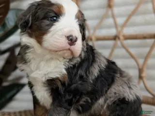 Bernedoodle dogs for sale: Shane - Ad 2