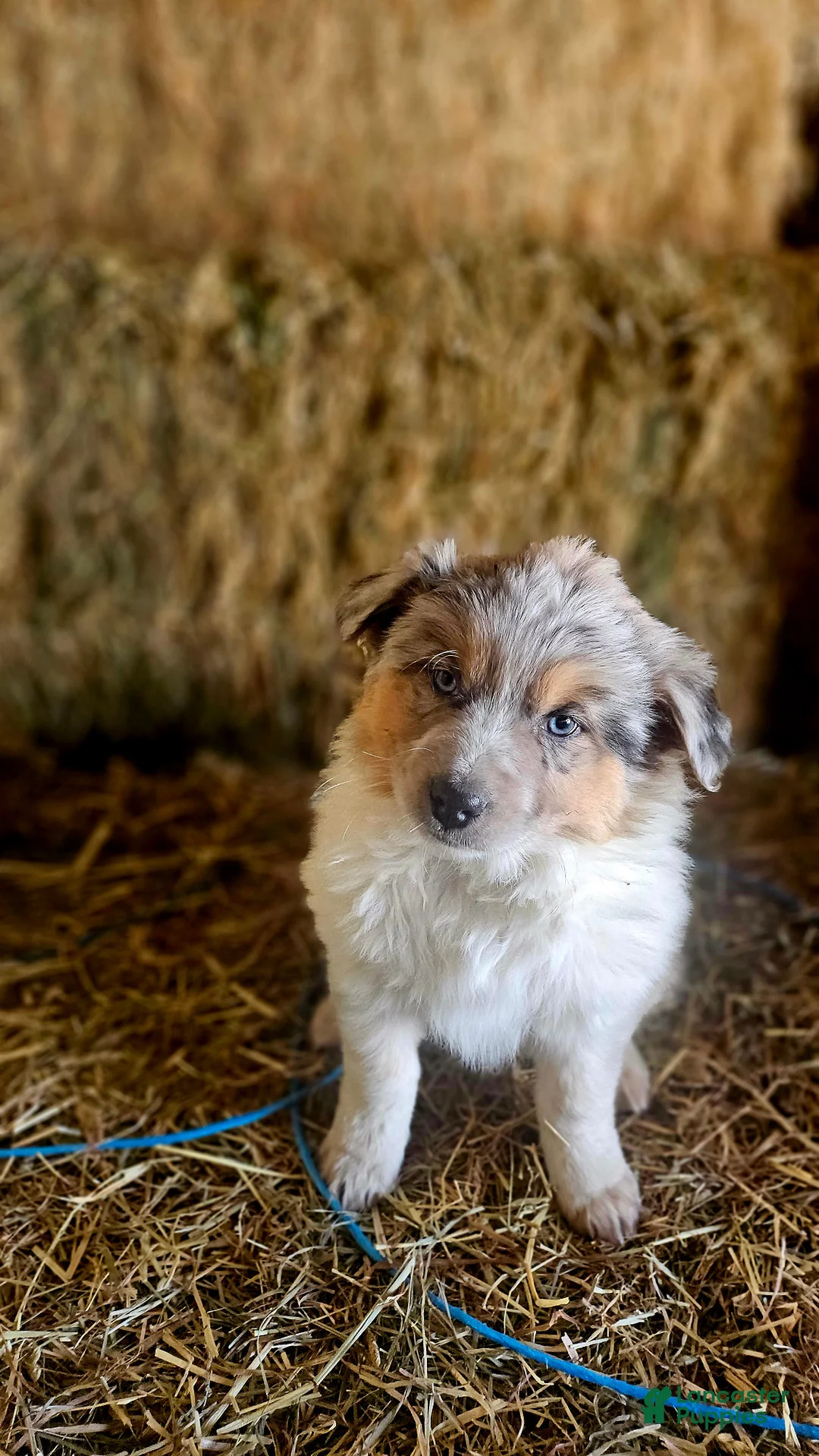 Mixed Breed dogs for sale: Cookie - Ad 3