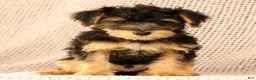 Yorkiepoo dogs for sale: Zip - Ad 9