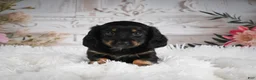 Miniature Dachshund dogs for sale: AKC-Amber - Ad 3