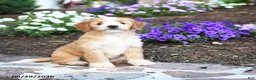 Mini Bernedoodle dogs for sale: Patrick - Ad 3