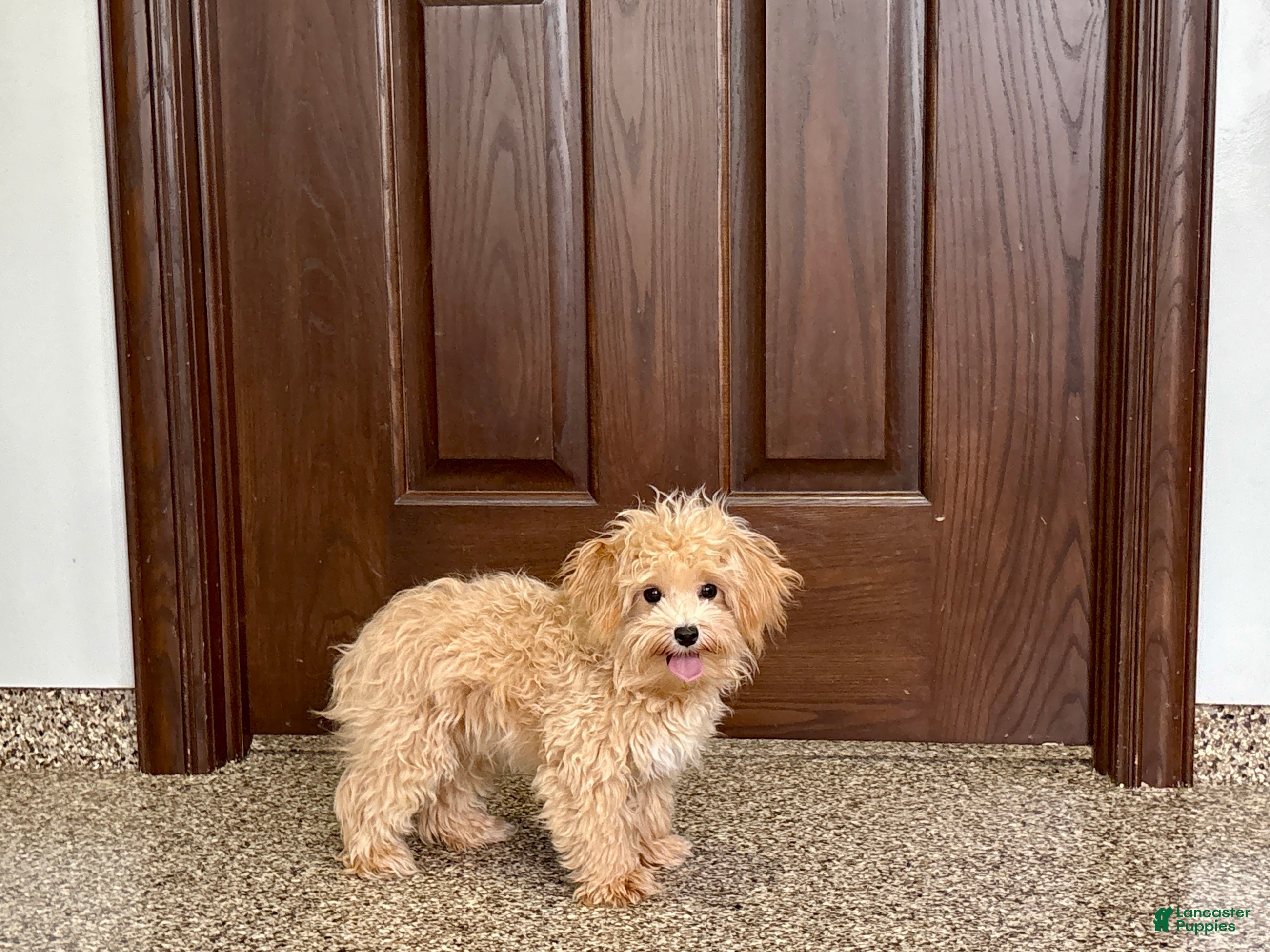 Maltipoo dogs Tiny - Ad 39