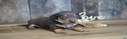 Miniature Dachshund dogs for sale: Boone - Ad 4