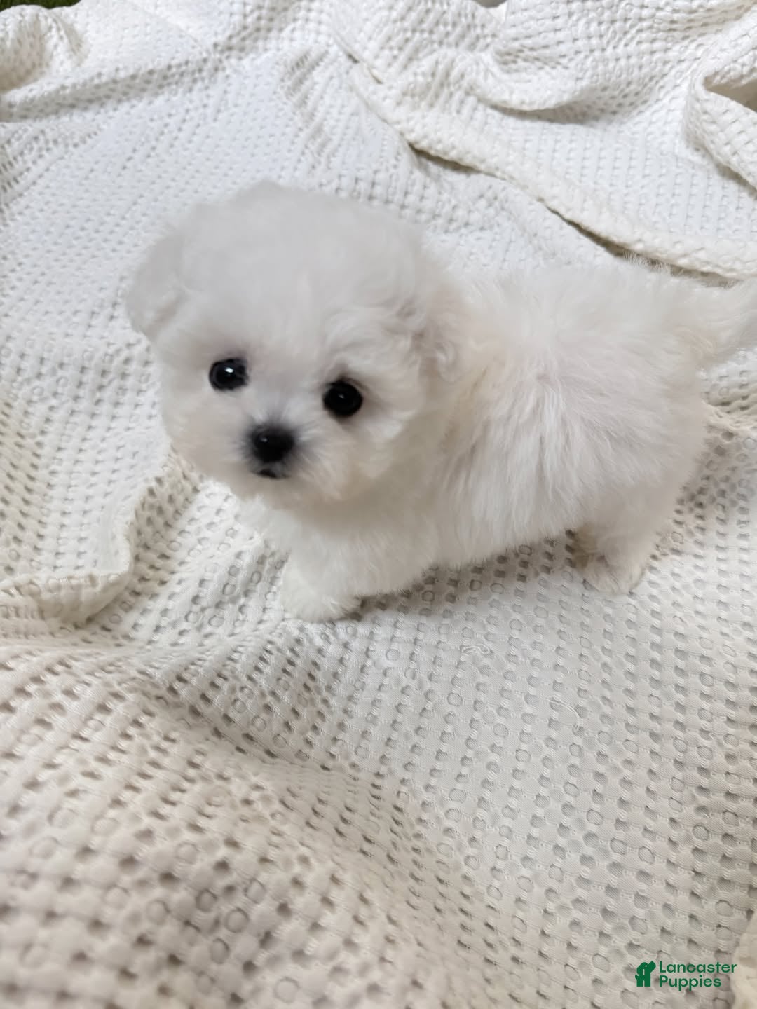 Maltese Puppies Micro Teacup Maltipoo Puppies For Sale Maltipoo
