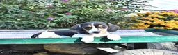 Miniature Dachshund dogs for sale: Katie - Ad 3