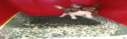 Chihuahua dogs for sale: Rat-Chi  - Ad 3