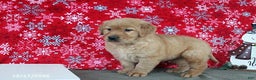 Golden Retriever dogs for sale: Blaze - Ad 5