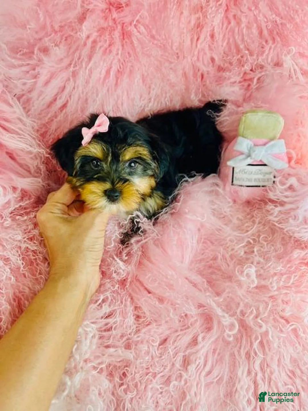 Yorkshire Terrier dogs for sale: Teacup Yorkshire Terrier 1 - Ad 3