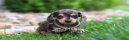 Miniature Dachshund dogs for sale: Alex - Ad 3